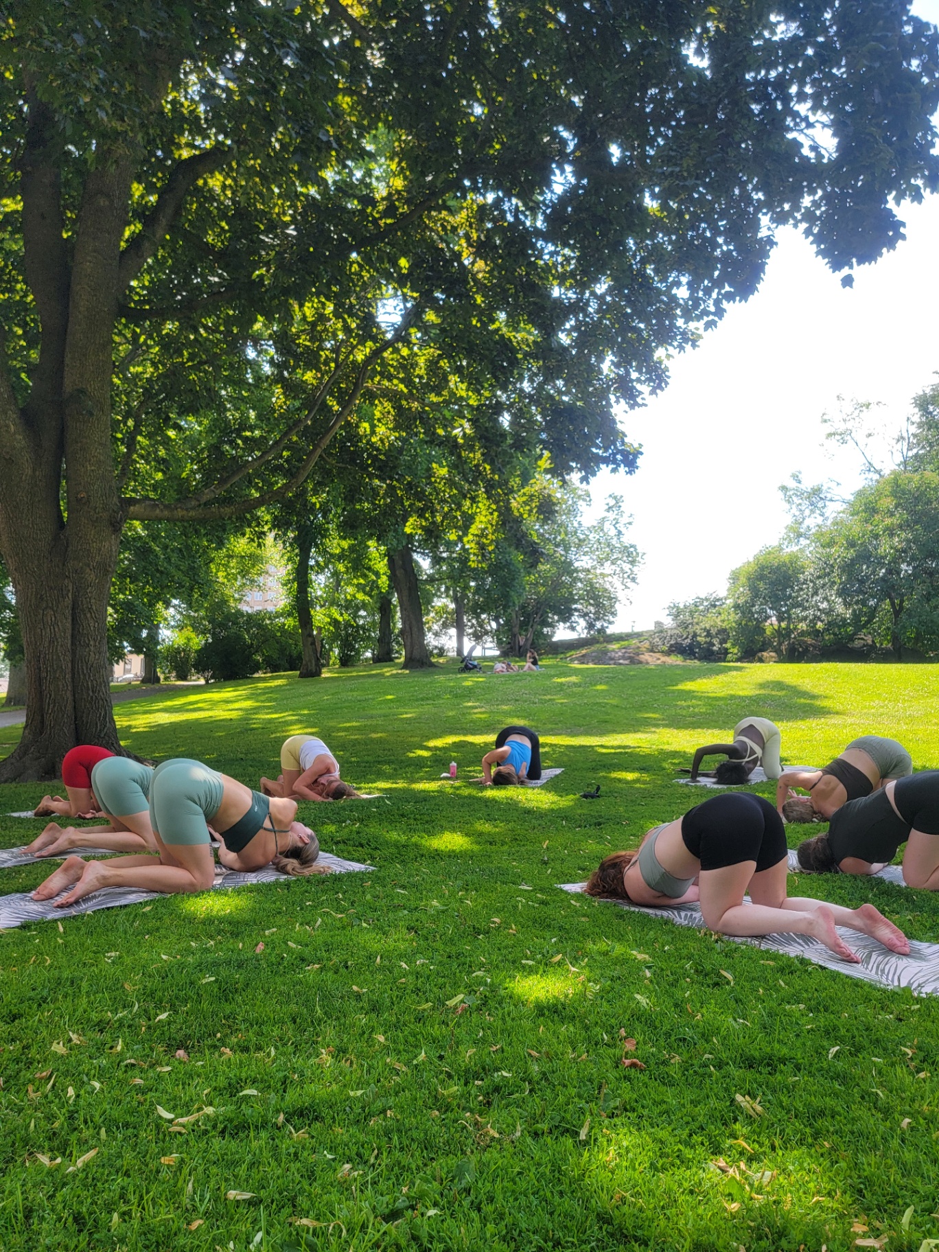 Group yoga session in a sunny green park